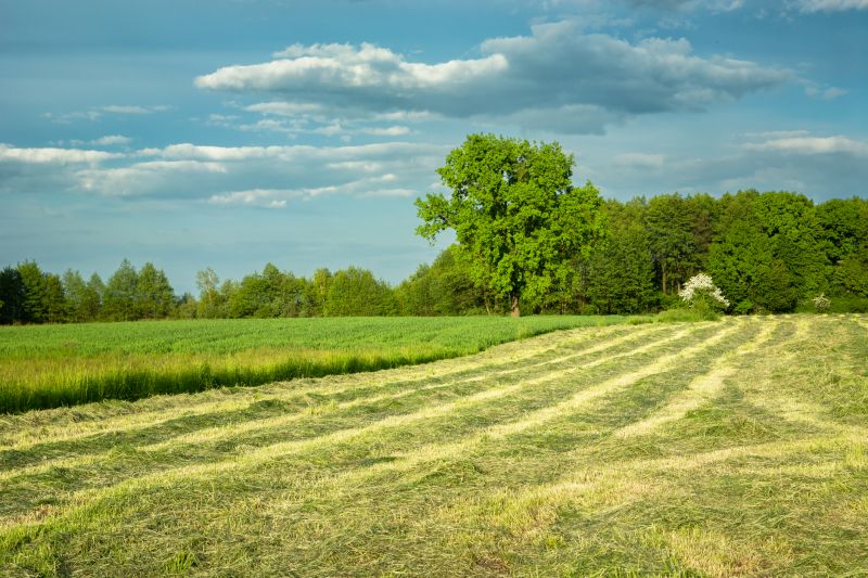Vacant Lot Mowing in Duluth, MN